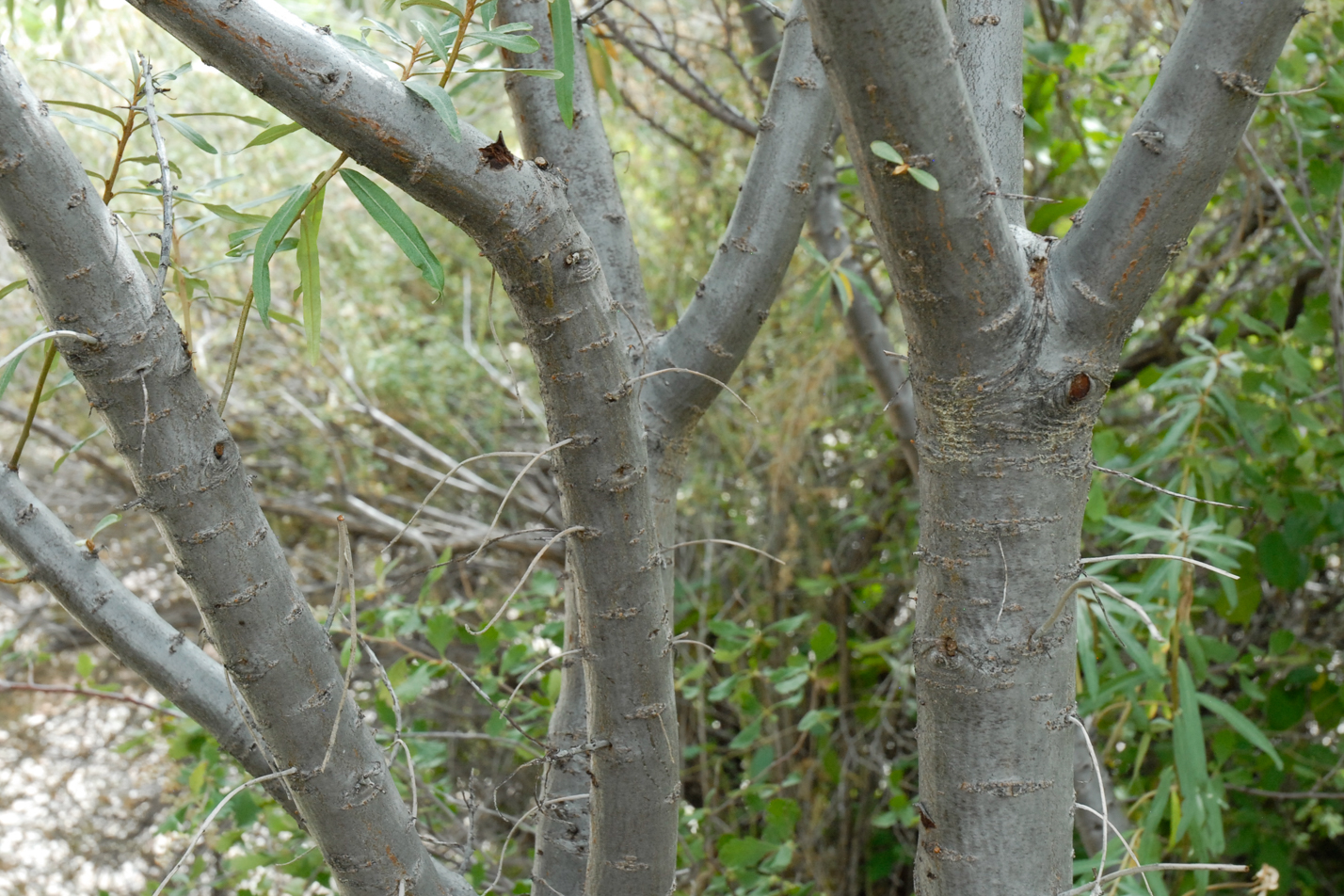 Common Sea Buckthorn